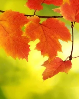 Feed the Soul: Get Outside this Fall