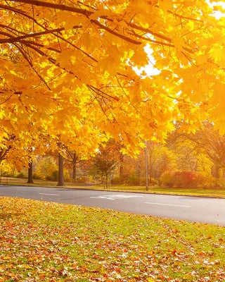 Fall leaves