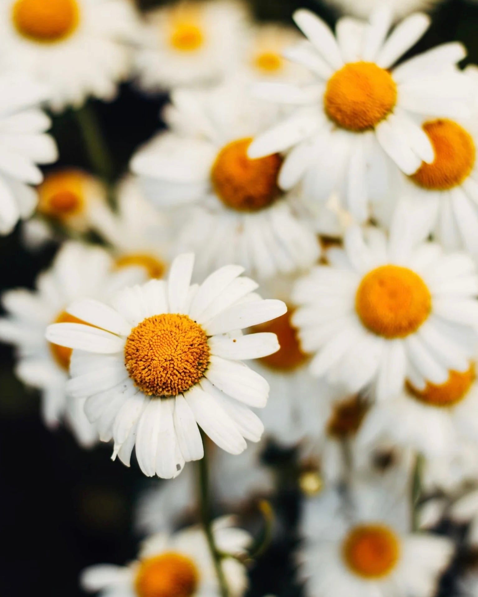 Ode to Chamomile