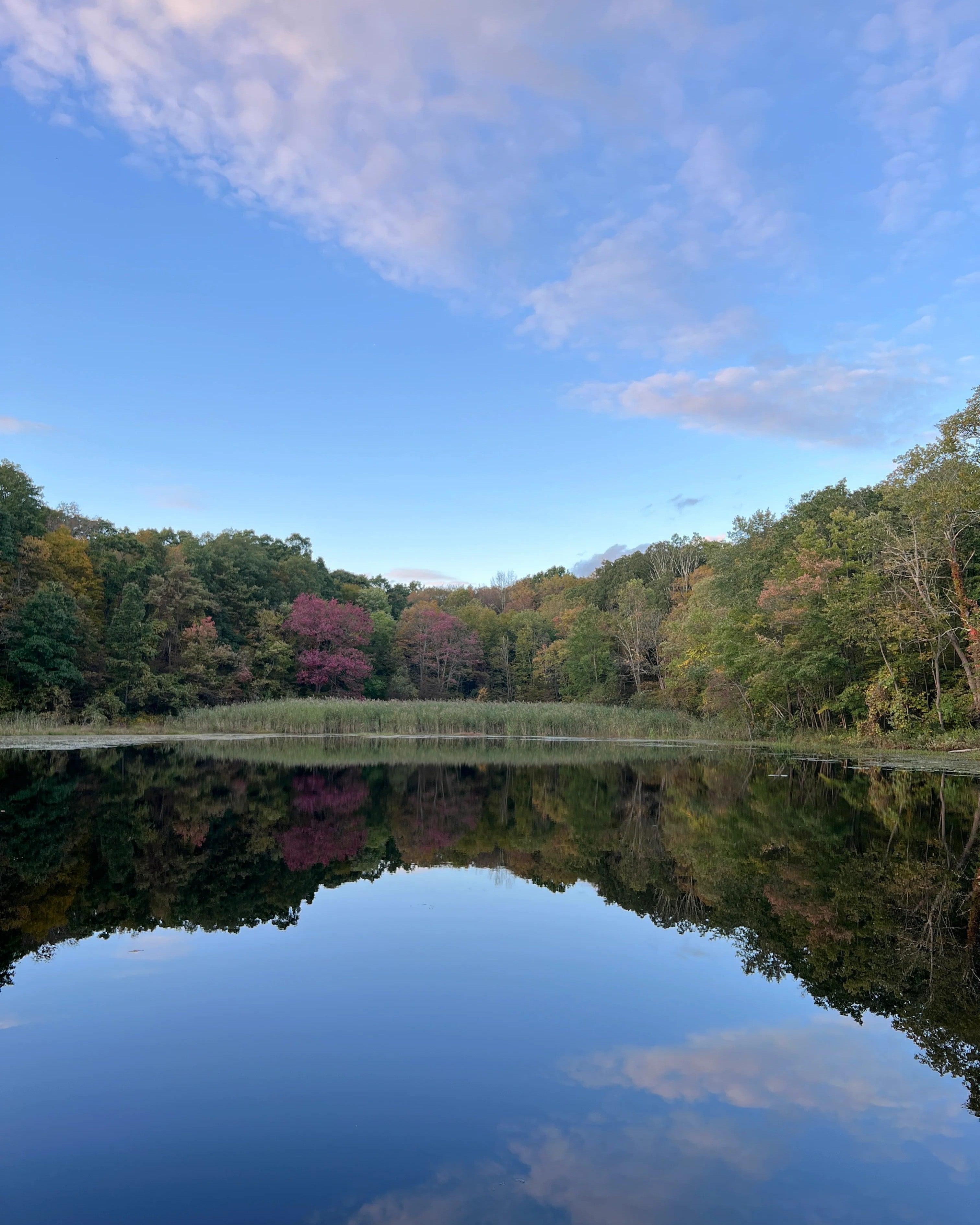 lake surrounded by woods