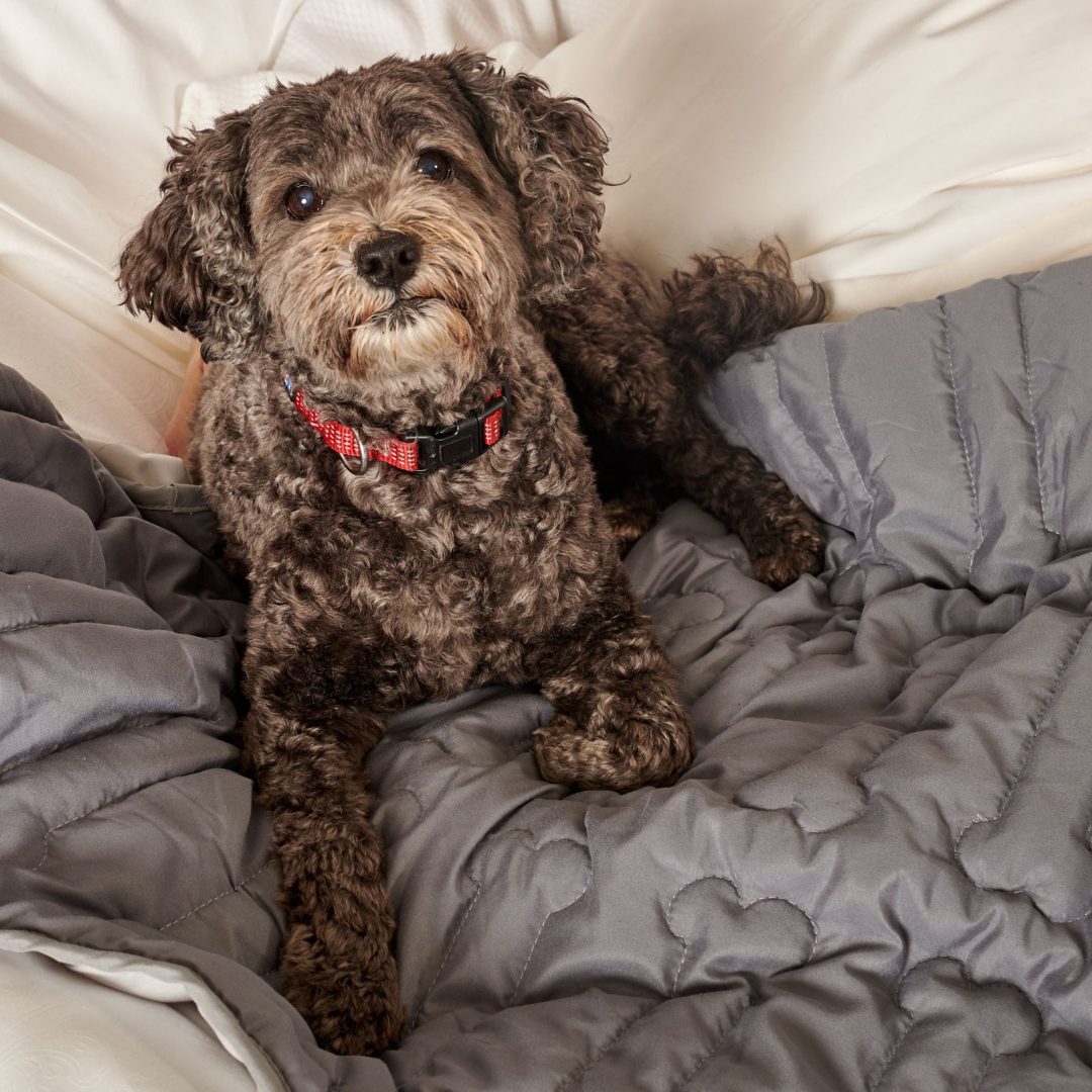 Waterproof dog pad best sale